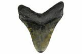 Fossil Megalodon Tooth - Georgia #151524-1